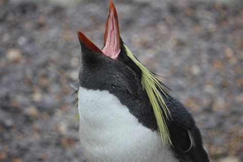 ペンギン 鳴き声、それは氷の上の交響曲